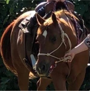 Meet your Posher, Libby